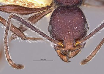 Media type: image;   Entomology 21007 Aspect: hefa